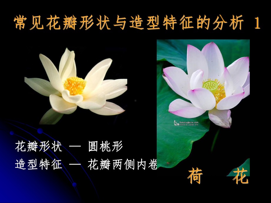 七年级劳技课彩色纸花的制作课件.ppt_第3页