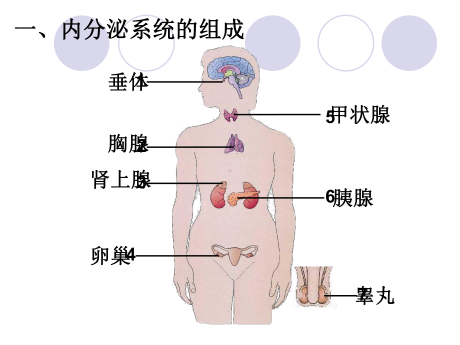 《人体生命活动的调节》复习课件.ppt_第2页