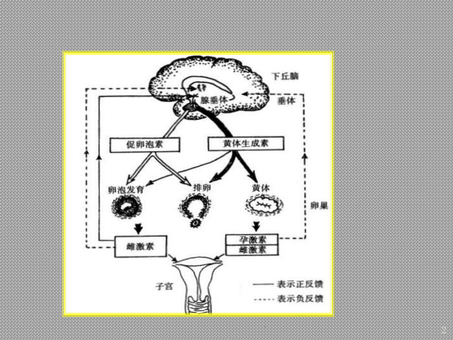 性激素六项的解读ppt课件.ppt_第2页