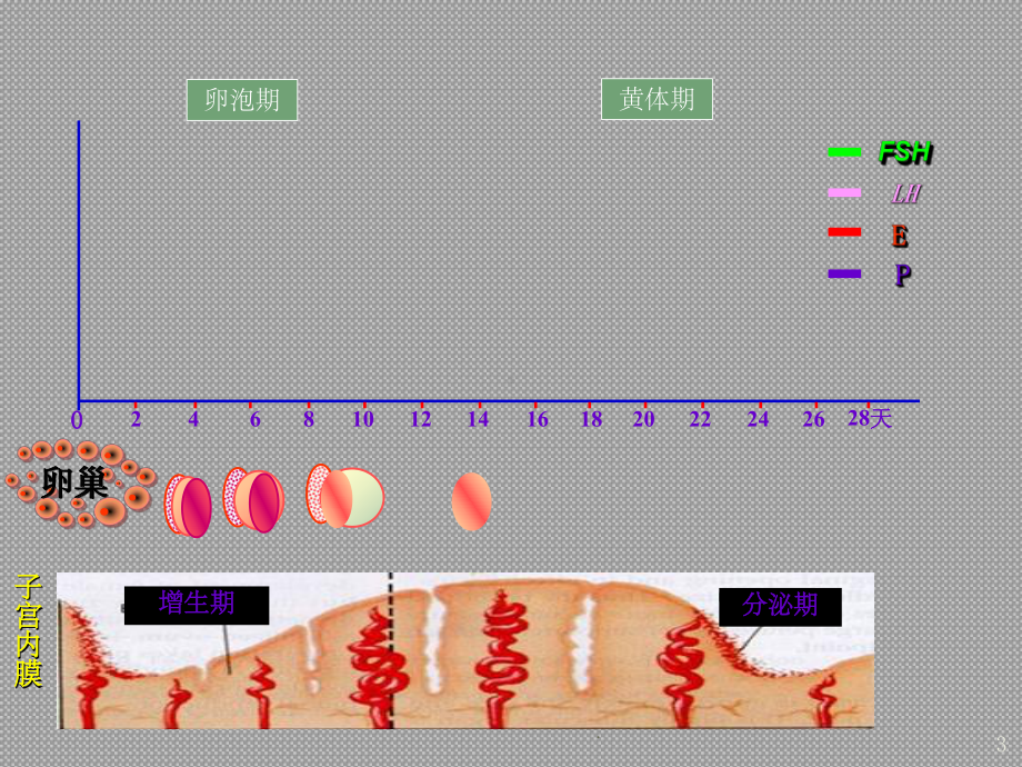 性激素六项的解读ppt课件.ppt_第3页