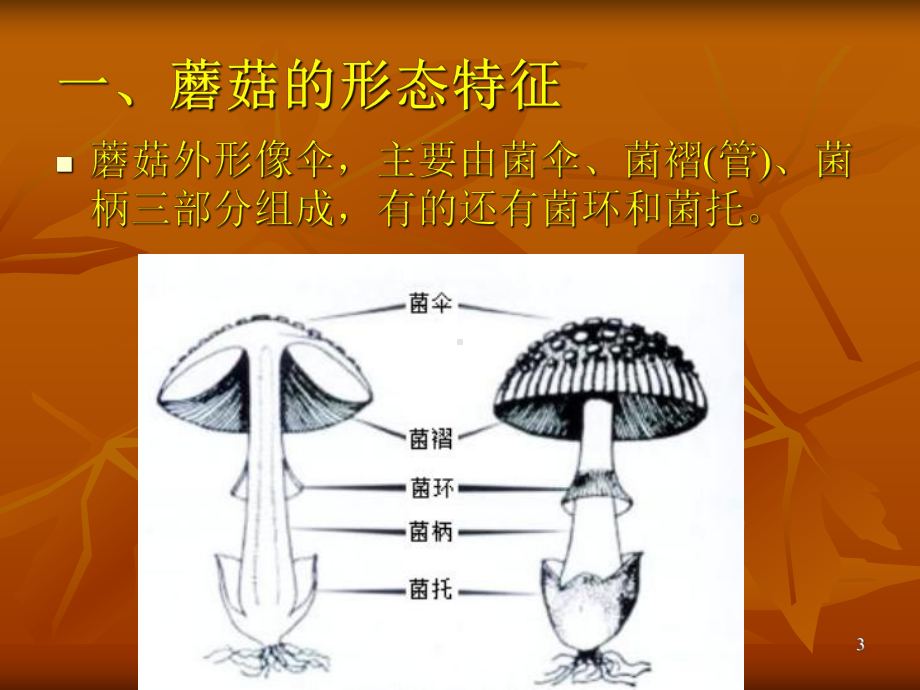 毒蘑菇中毒的预防与控制ppt课件.ppt_第3页