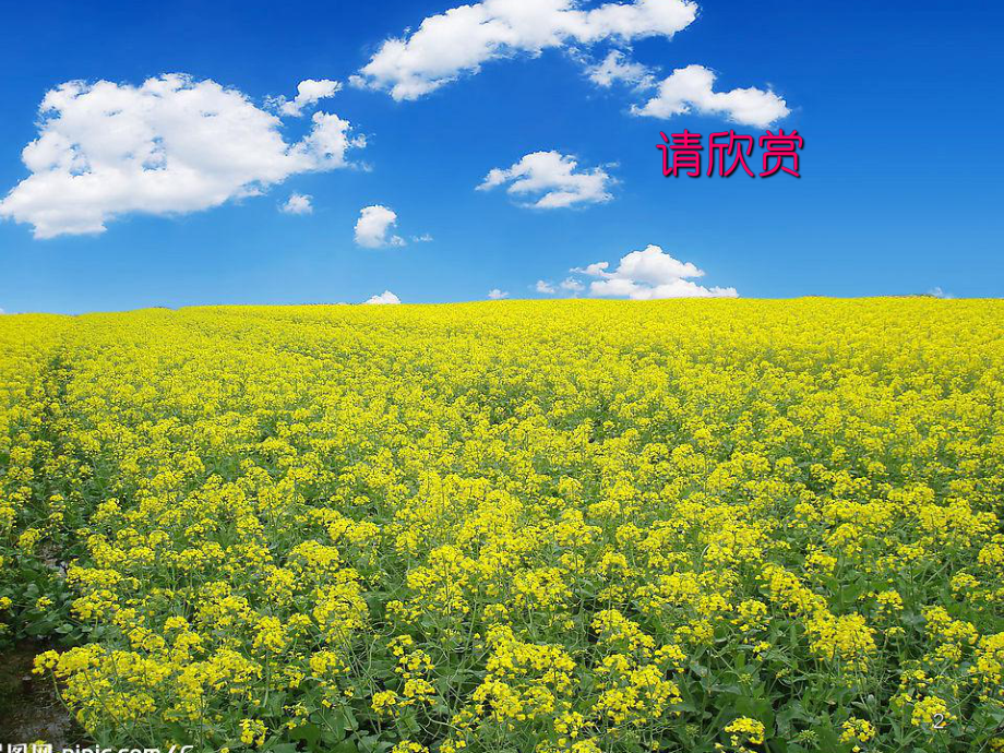 油菜花开了ppt课件.ppt_第2页