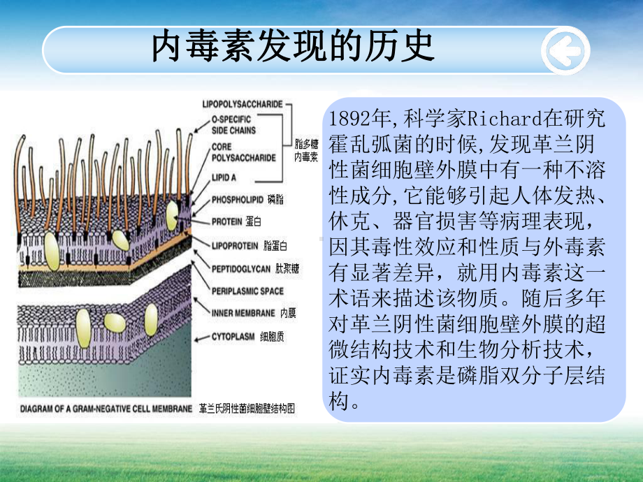 最新内毒素的检测及意义主题讲座课件.ppt_第2页