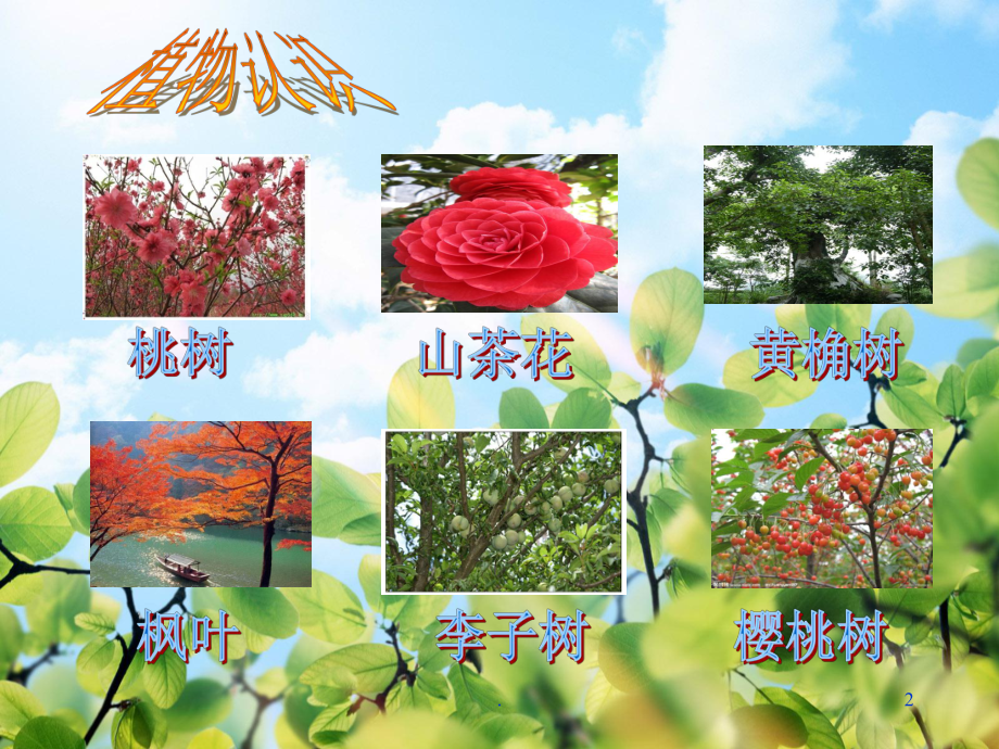 爱护动植物PPT课件.ppt_第2页