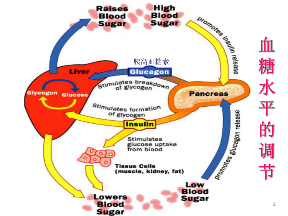 药理学胰岛素及口服降糖药ppt课件.ppt_第2页