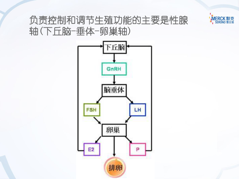 辅助生殖常用药物演示课件.ppt_第2页