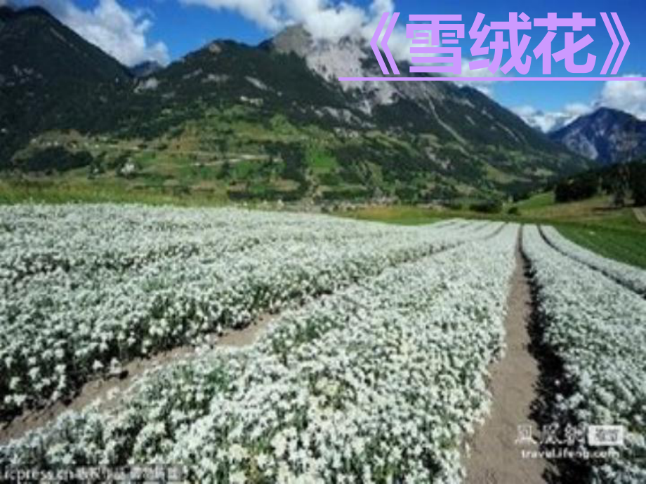 《雪绒花》音乐PPT课件.ppt（无音视频）_第2页