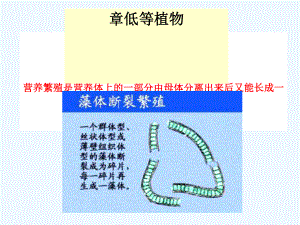 药用植物学课件-低等植物.ppt