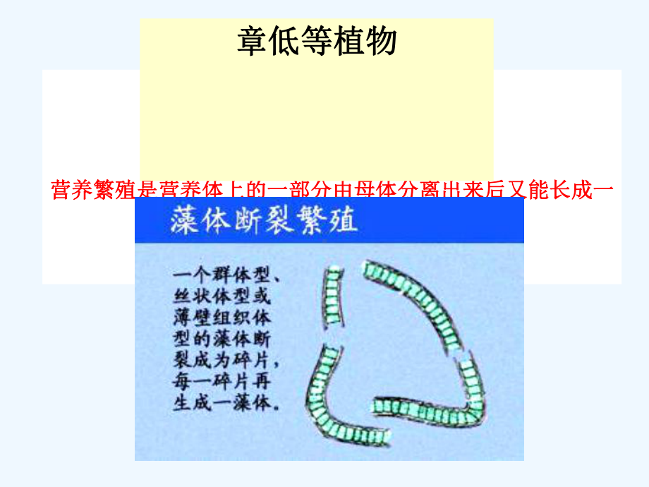 药用植物学课件-低等植物.ppt_第1页