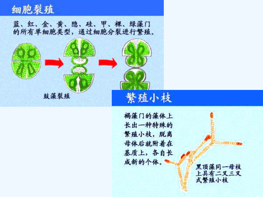 药用植物学课件-低等植物.ppt_第2页