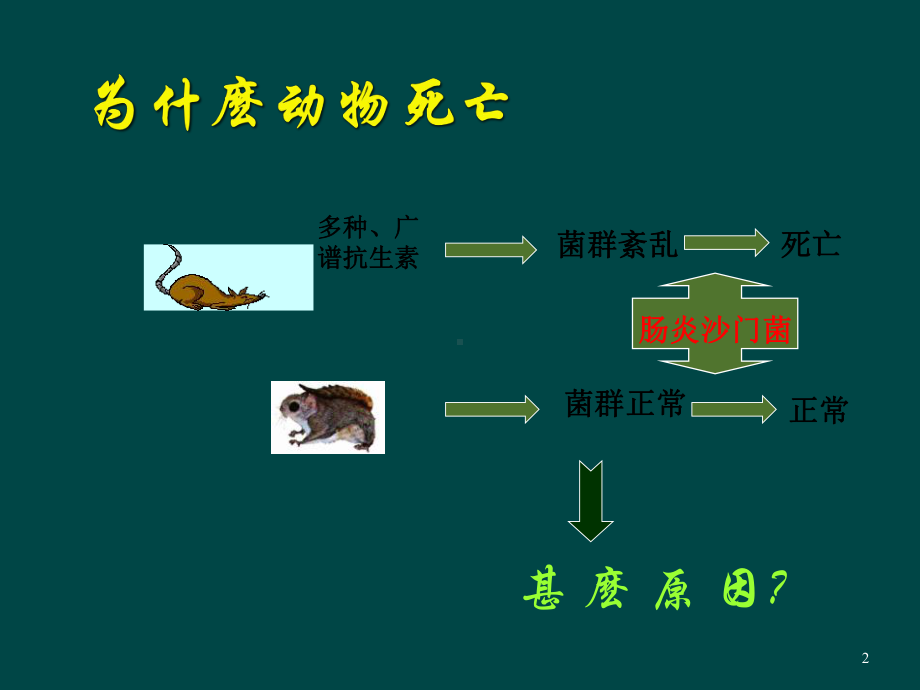 益生菌与肠道疾病ppt课件.ppt_第2页