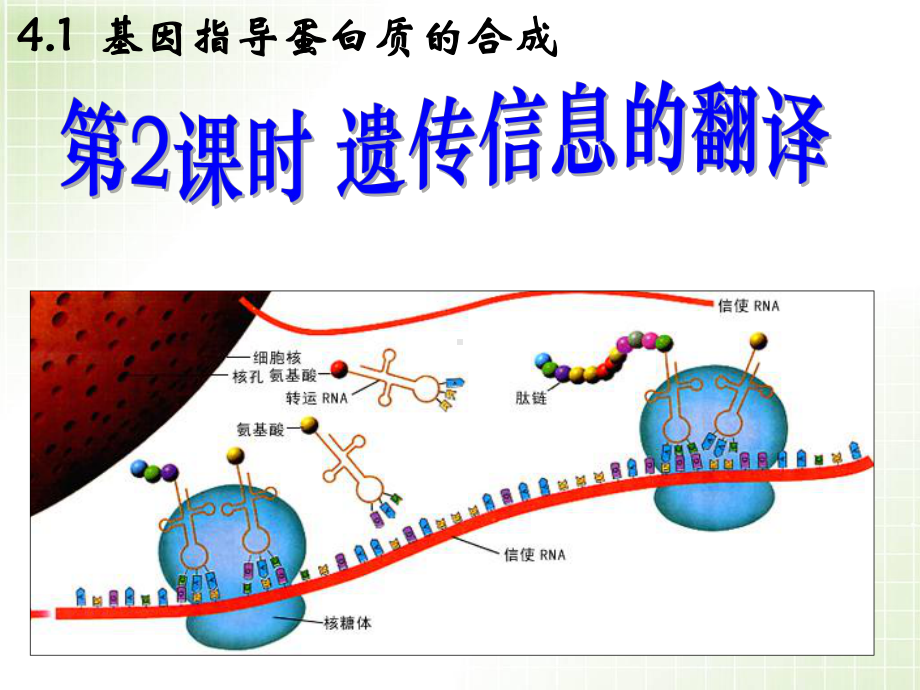 《遗传信息的翻译》PPT课件.ppt_第1页