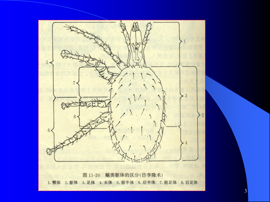 螨及螨病ppt课件.ppt_第3页