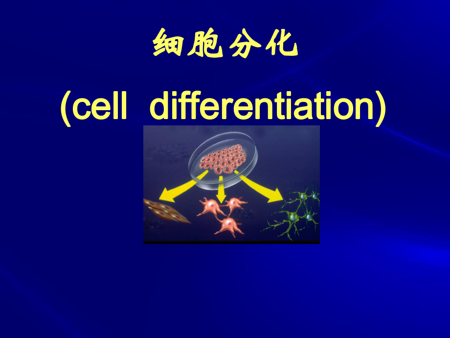 细胞分化ppt课件.ppt_第1页