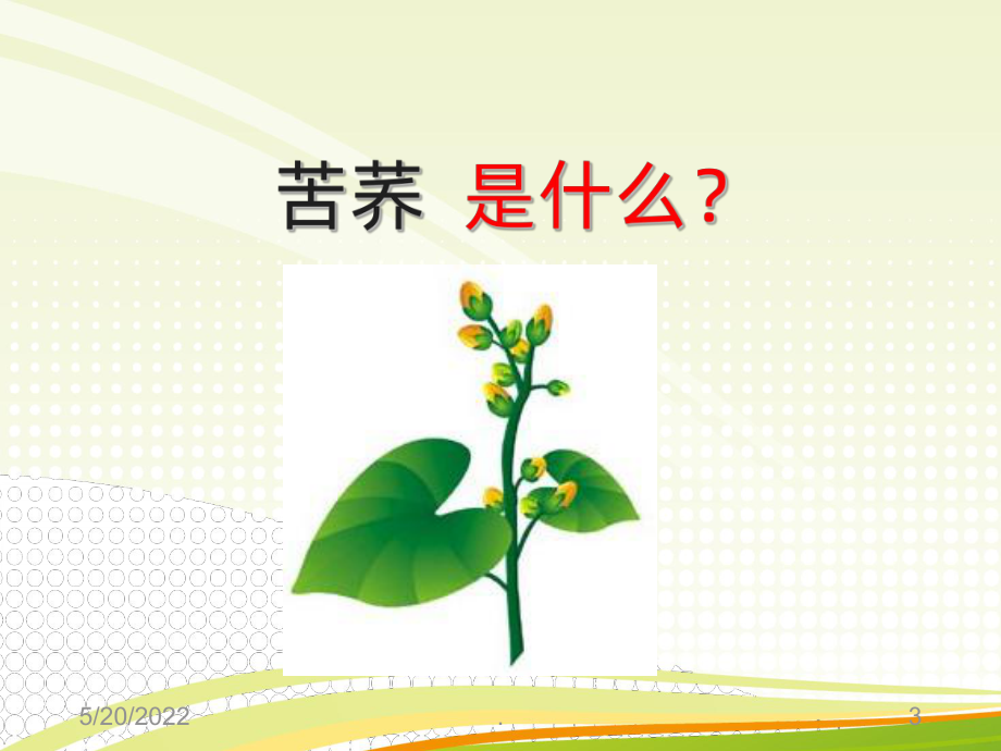 大凉山苦荞PPT课件.ppt_第3页