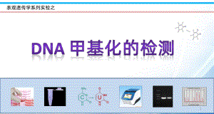 DNA甲基化实验PPT课件.pptx