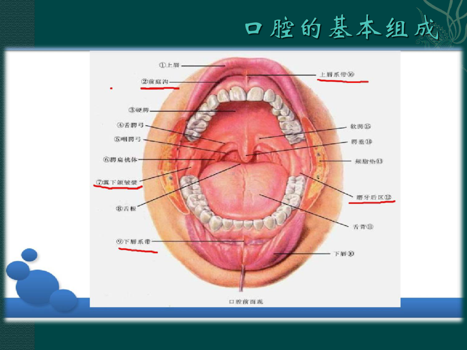 最新成人牙周专题主题讲座课件.ppt_第3页