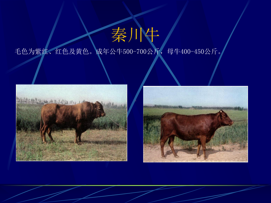 牛羊品种PPT课件.ppt_第2页