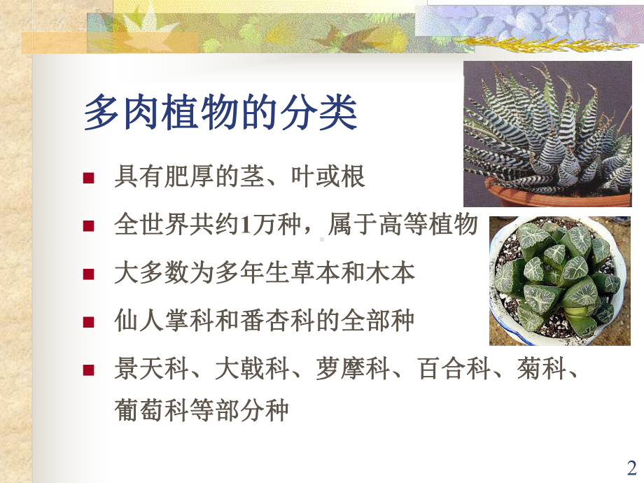 多肉植物汇总PPT课件.ppt_第2页