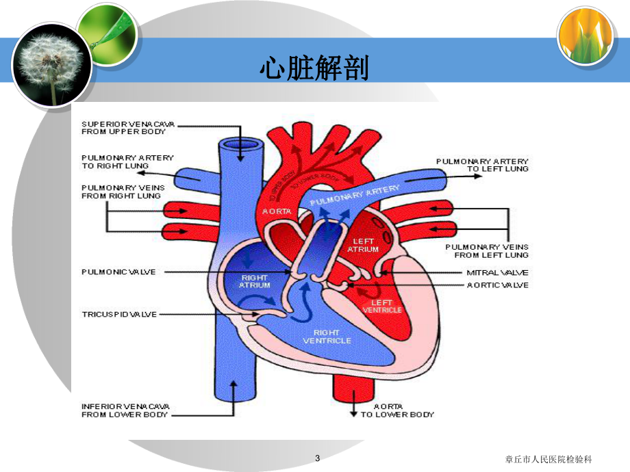 心脏疾病的生化标志物ppt课件.ppt_第3页