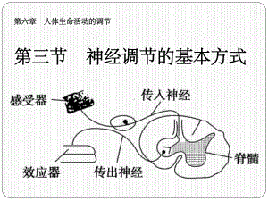 七年级生物下册《神经调节的基本方式》ppt课件.ppt