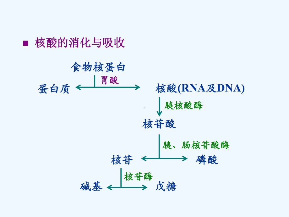 生物化学课件-核苷酸代谢.ppt_第3页