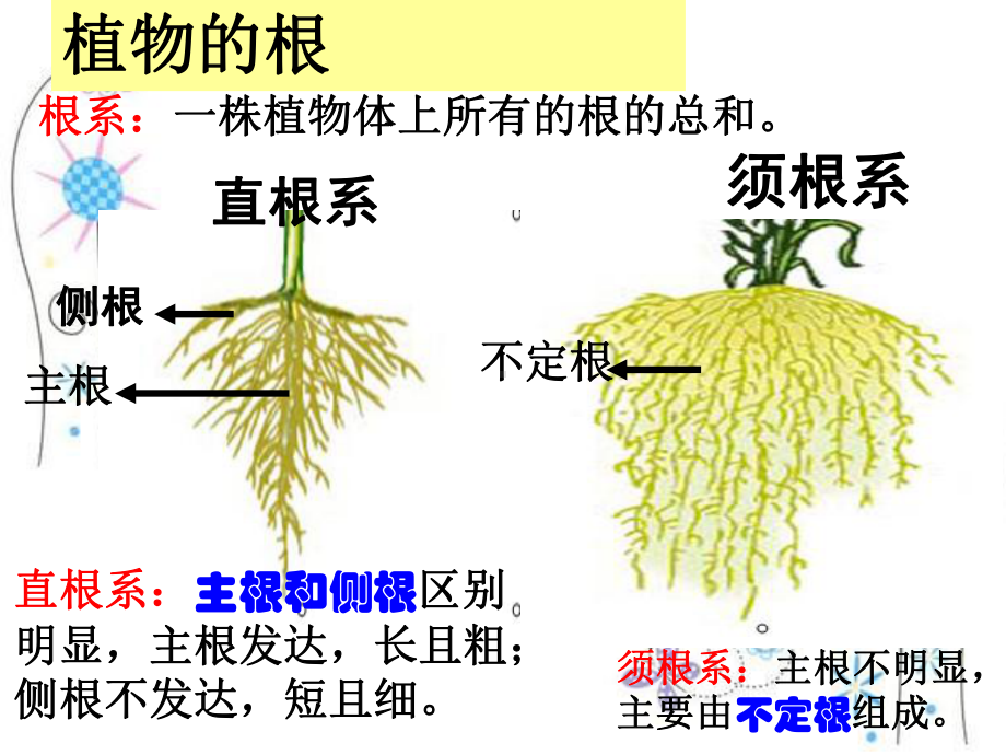 七年级上新冀少版生物第三章形形色色的植物复习课件.ppt_第2页