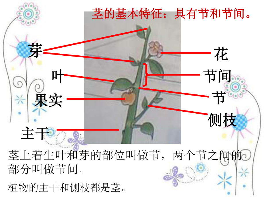 七年级上新冀少版生物第三章形形色色的植物复习课件.ppt_第3页