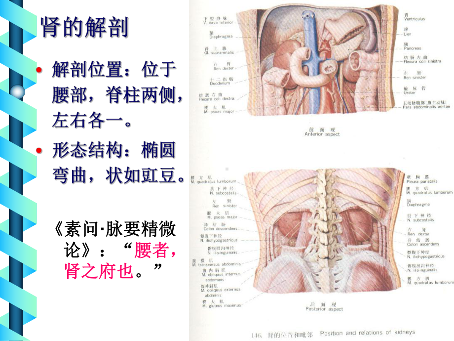 中-医-藏-象-学-PPT课件.ppt_第2页