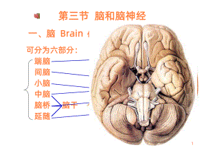 脑脑神经ppt课件.ppt