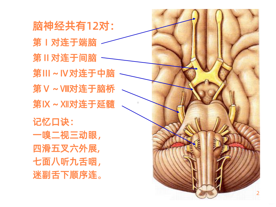 脑脑神经ppt课件.ppt_第2页