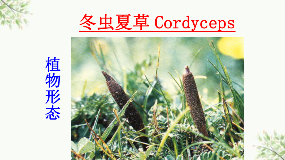 生药学(植物类生药)课件.ppt_第3页