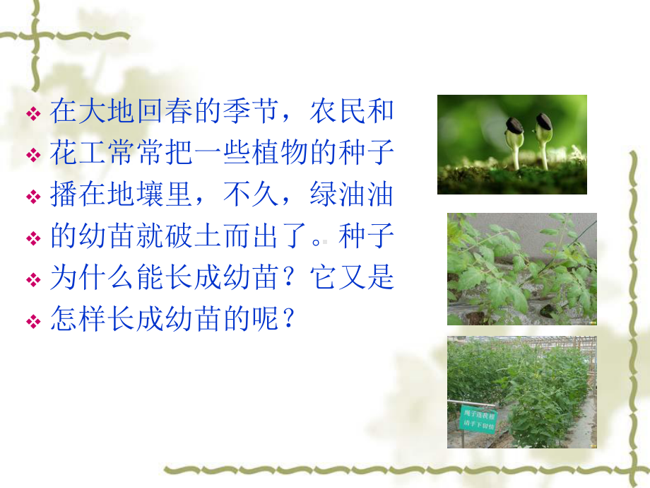 种子萌发的过程PPT课件.ppt_第2页