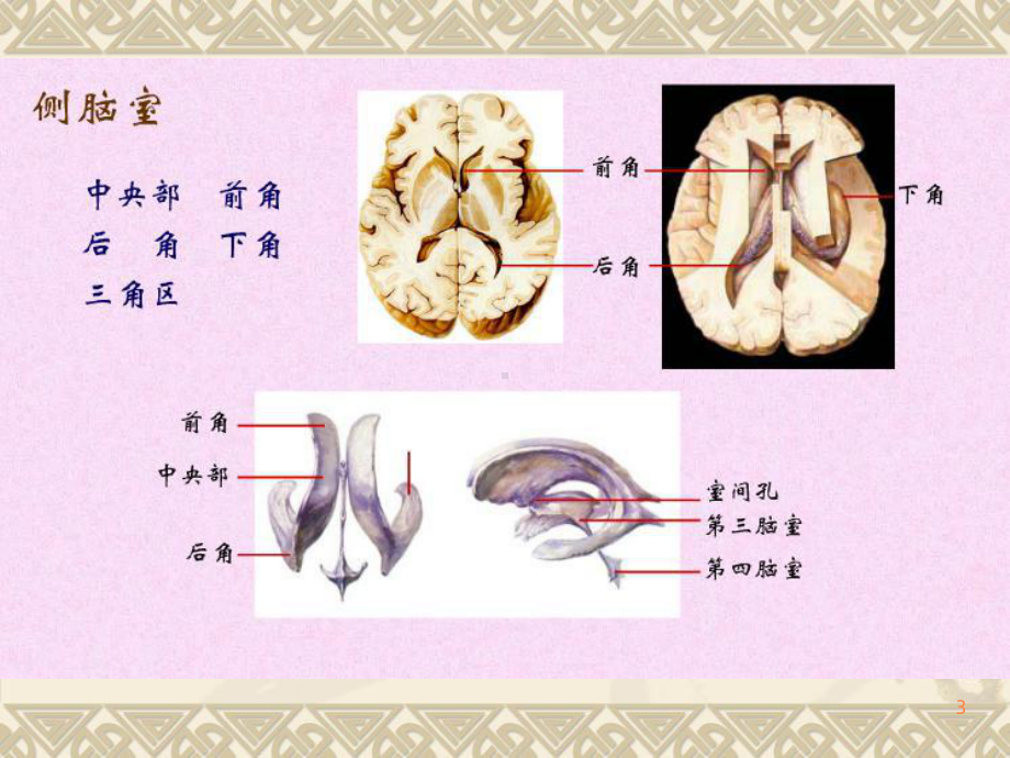 脑室与脑池解剖ppt课件.ppt_第3页