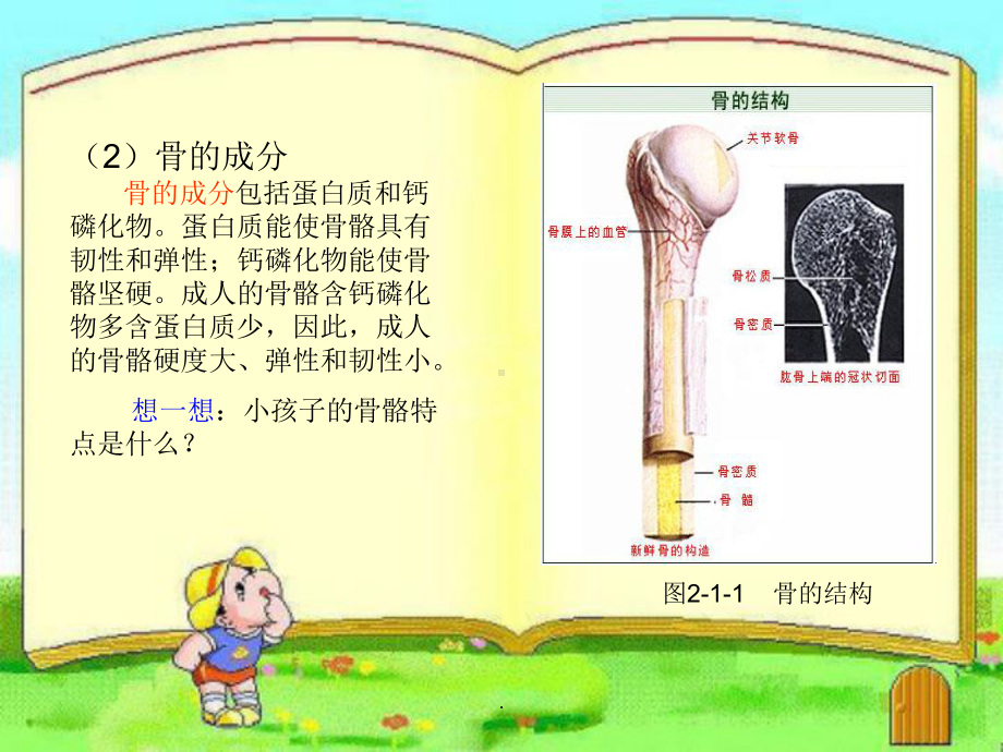 婴幼儿各系统解剖生理特点PPT课件.ppt_第3页