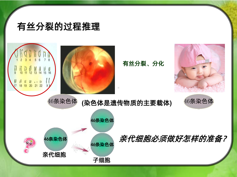 有丝分裂完整版PPT课件.ppt_第3页