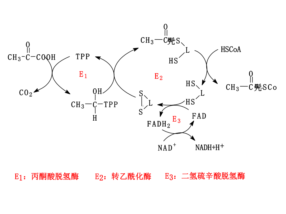 维生素与辅酶PPT课件.ppt_第2页