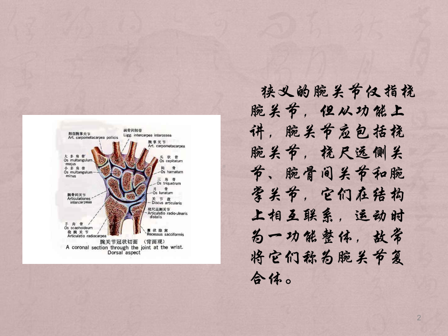 腕关节解剖ppt课件(同名388).ppt_第2页