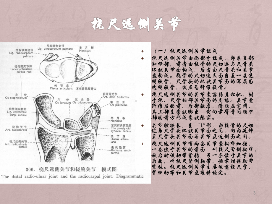 腕关节解剖ppt课件(同名388).ppt_第3页