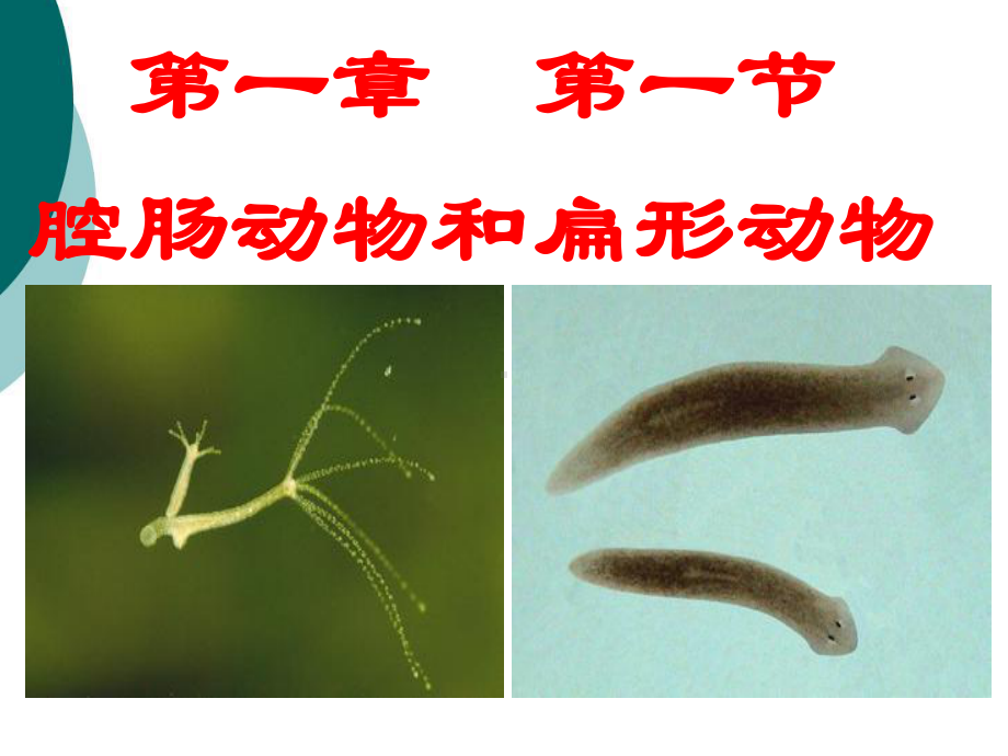 人教版八年级生物上册《腔肠动物和扁形动物》课件.ppt_第1页