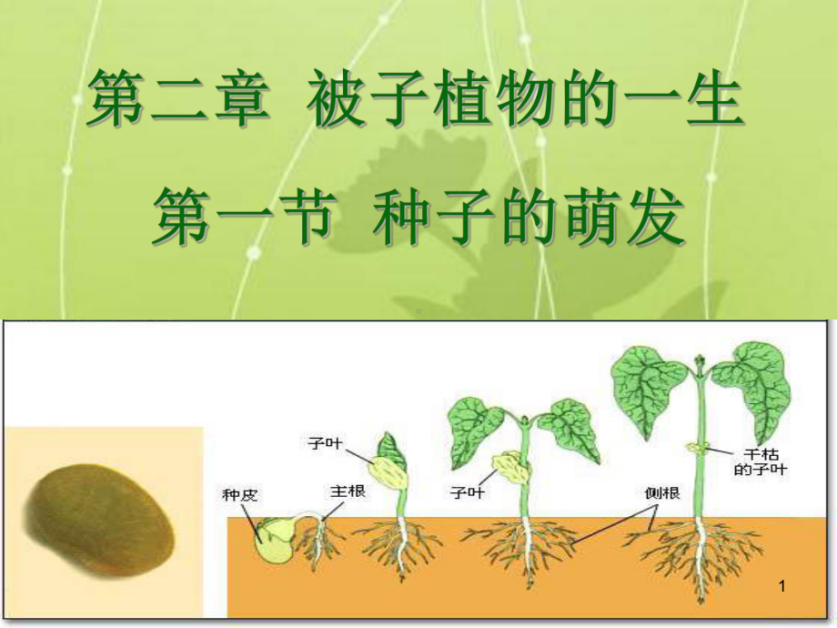 种子的萌发张PPT课件.ppt_第1页