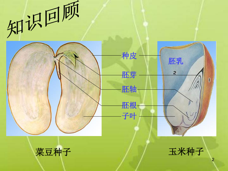 种子的萌发张PPT课件.ppt_第2页