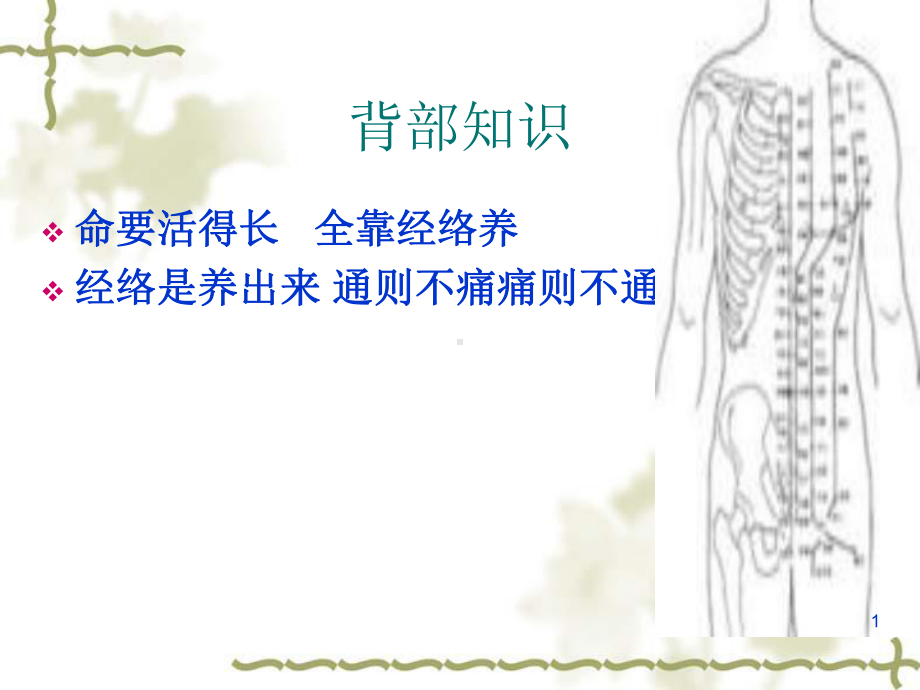 背部专业知识ppt课件.ppt_第1页