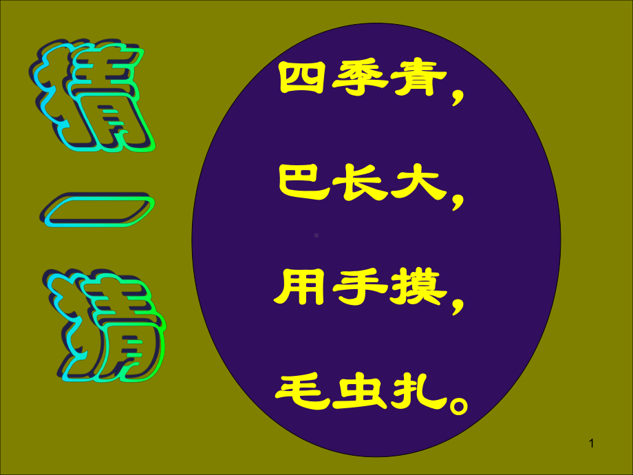 仙人掌PPT课件.ppt_第1页