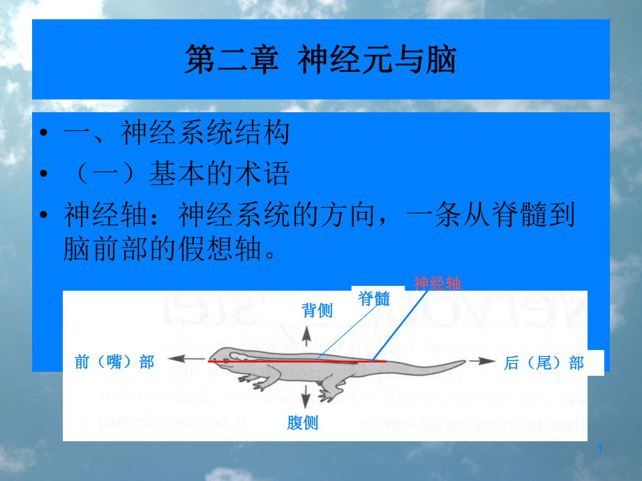 神经元和脑ppt课件.ppt_第1页