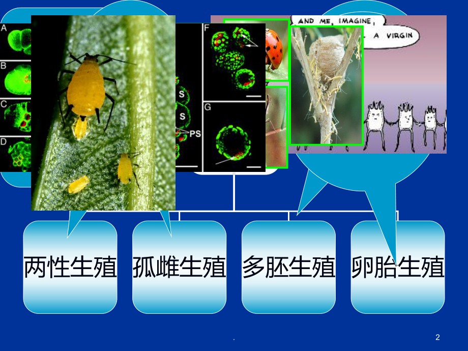 昆虫的生物学特性PPT课件.ppt_第2页