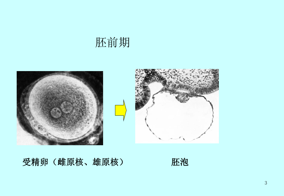 人体胚胎学总论课件PPT.ppt_第3页