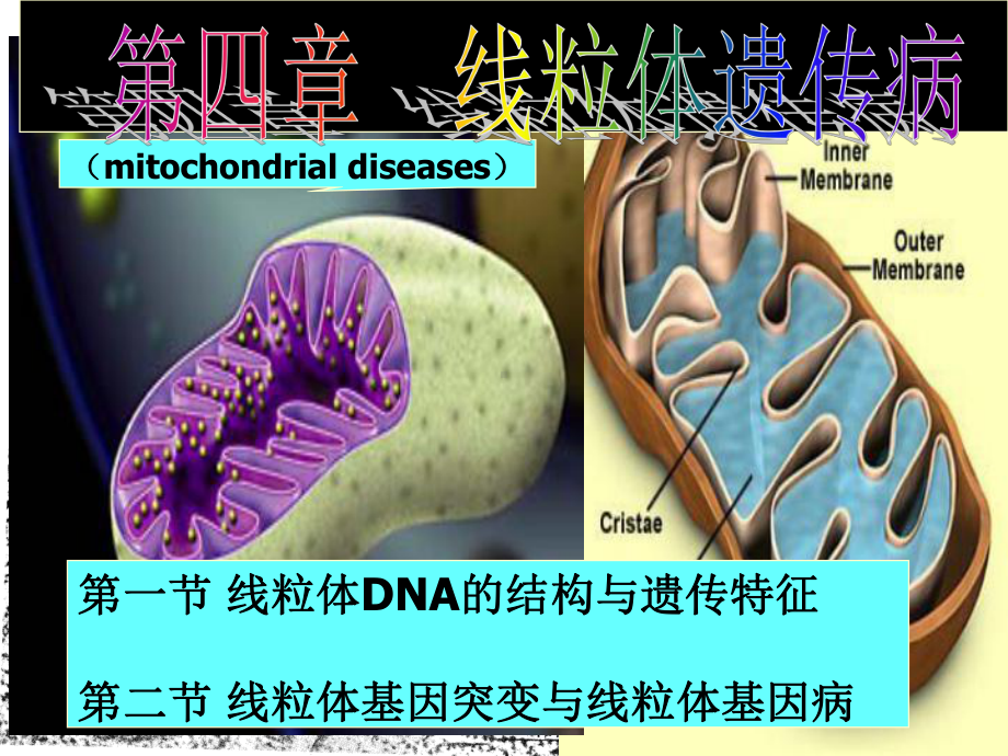 第四章线粒体遗传病课件.ppt_第1页