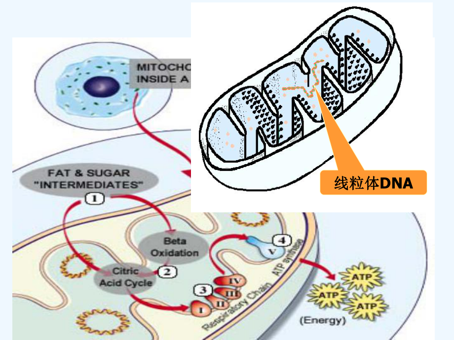 第四章线粒体遗传病课件.ppt_第2页