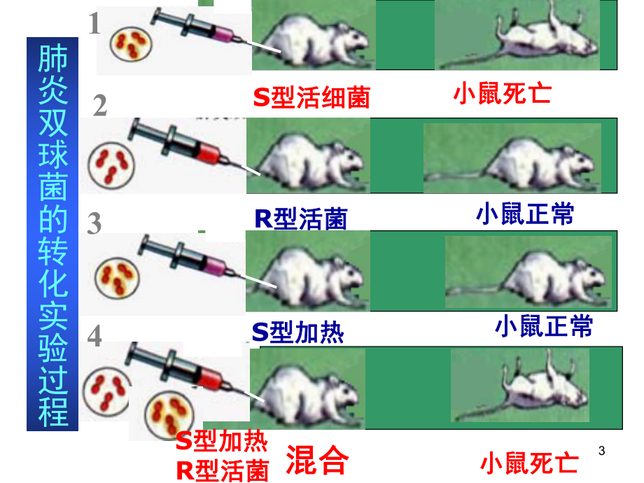 人教版高中生物必修二第三章复习PPT课件.ppt_第3页